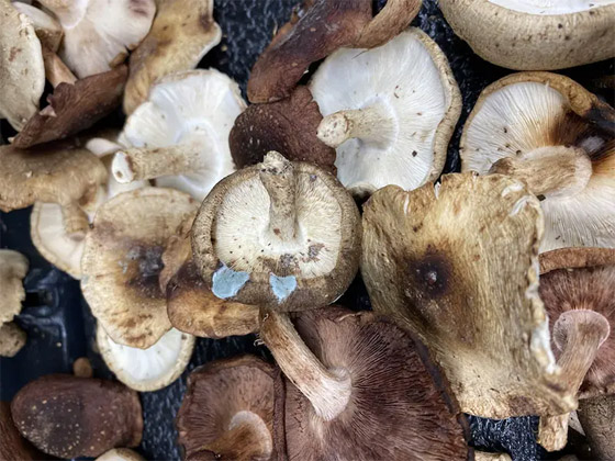 قائمة بأهم أطعمة يمكن تناولها حتى لو كانت متعفنة! صورة رقم 1