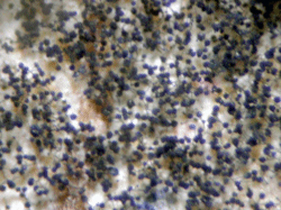 قائمة بأهم أطعمة يمكن تناولها حتى لو كانت متعفنة! صورة رقم 5