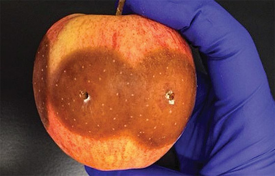 قائمة بأهم أطعمة يمكن تناولها حتى لو كانت متعفنة! صورة رقم 7