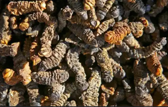 أغرب عمليات التهريب في المطارات ! صورة رقم 1