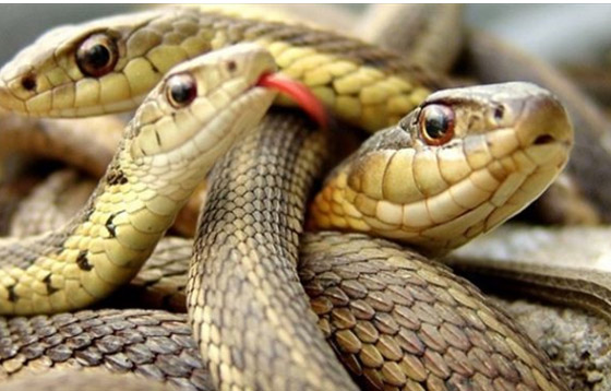 أغرب عمليات التهريب في المطارات ! صورة رقم 2