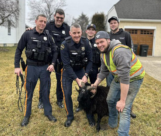 فيديو: مطاردة طريفة بين خروف ورجال الشرطة الأمريكية صورة رقم 2