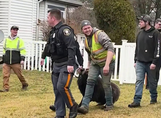 فيديو: مطاردة طريفة بين خروف ورجال الشرطة الأمريكية صورة رقم 3