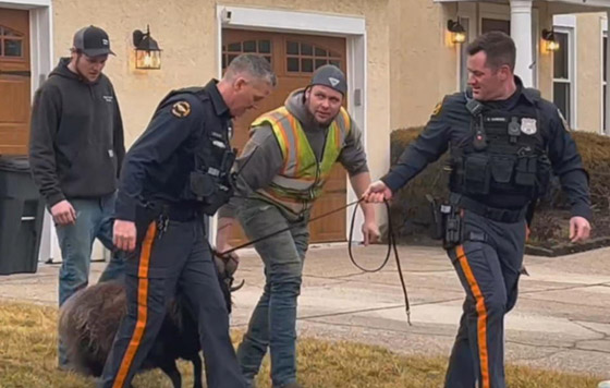 فيديو: مطاردة طريفة بين خروف ورجال الشرطة الأمريكية صورة رقم 4