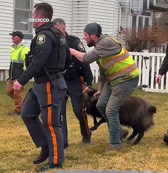 فيديو: مطاردة طريفة بين خروف ورجال الشرطة الأمريكية صورة رقم 5