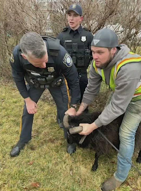 فيديو: مطاردة طريفة بين خروف ورجال الشرطة الأمريكية صورة رقم 6
