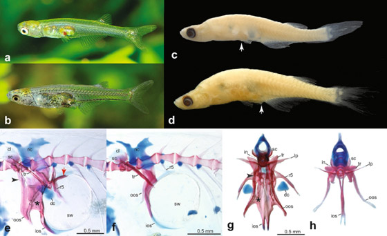 أصغر أسماك العالم تثير دهشة العلماء.. تصدر صوتا أعلى من الطلقة النارية (فيديو) صورة رقم 4