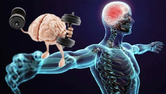 الذاكرة العضلية.. ما هي وكيف تساعد بحفاظك على لياقتك البدنية؟ صورة رقم 3