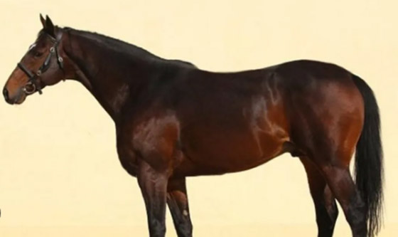 ذكاء خارق.. رجل يحاول إخفاء حصان مسروق فى شقته بالطابق الثالث ! صورة رقم 2