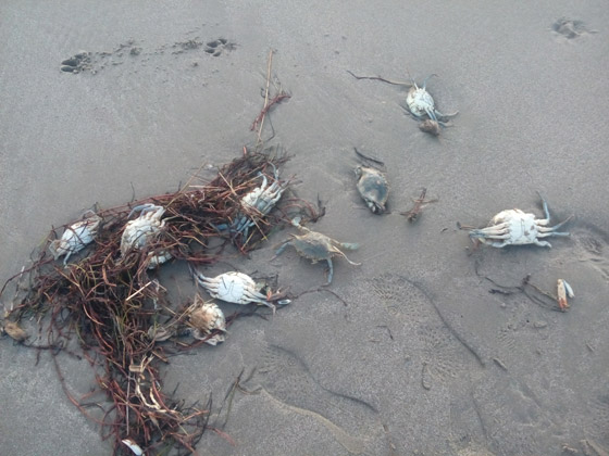 حوريات البحر.. أساطير وحقائق علمية عن البحار لم يجد العلماء لها تفسيرا صورة رقم 4