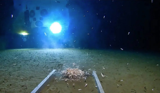 حوريات البحر.. أساطير وحقائق علمية عن البحار لم يجد العلماء لها تفسيرا صورة رقم 10