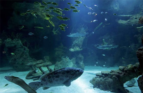 حوريات البحر.. أساطير وحقائق علمية عن البحار لم يجد العلماء لها تفسيرا صورة رقم 7