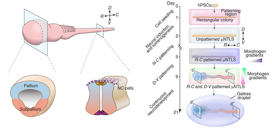 لأول مرة.. تطوير نموذج مصغر ثلاثي الأبعاد للجهاز العصبي البشري (فيديو) صورة رقم 7