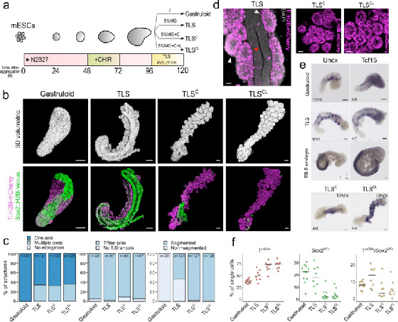 لأول مرة.. تطوير نموذج مصغر ثلاثي الأبعاد للجهاز العصبي البشري (فيديو) صورة رقم 9
