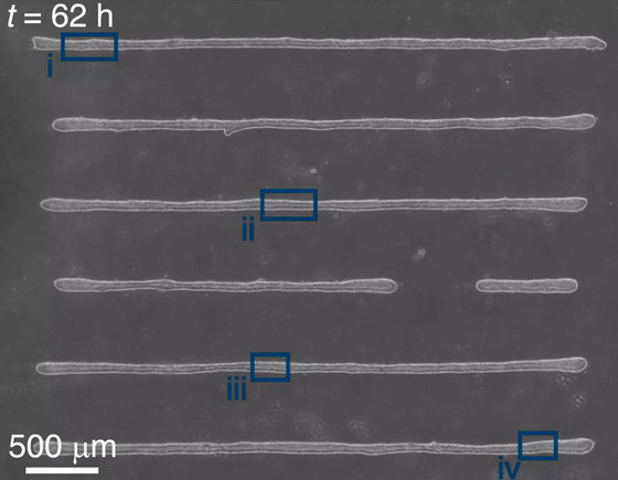 لأول مرة.. تطوير نموذج مصغر ثلاثي الأبعاد للجهاز العصبي البشري (فيديو) صورة رقم 3
