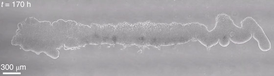 لأول مرة.. تطوير نموذج مصغر ثلاثي الأبعاد للجهاز العصبي البشري (فيديو) صورة رقم 4