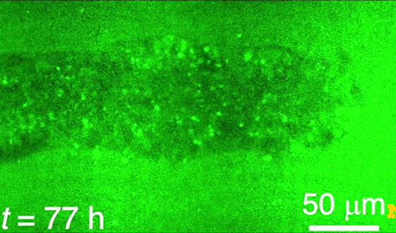 لأول مرة.. تطوير نموذج مصغر ثلاثي الأبعاد للجهاز العصبي البشري (فيديو) صورة رقم 5