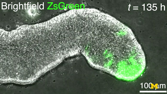 لأول مرة.. تطوير نموذج مصغر ثلاثي الأبعاد للجهاز العصبي البشري (فيديو) صورة رقم 6
