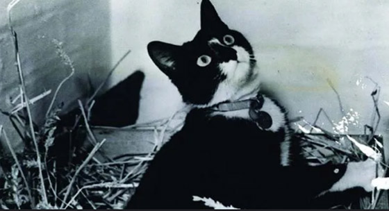 5 أحداث تاريخية حقيقية رغم كونها أقرب للخيال! صورة رقم 4