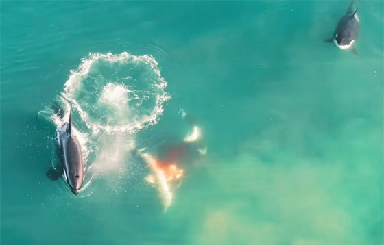 مشهد يراه العلماء لأول مرة.. دلفين قاتل يفترس سمكة قرش! (فيديو) صورة رقم 4