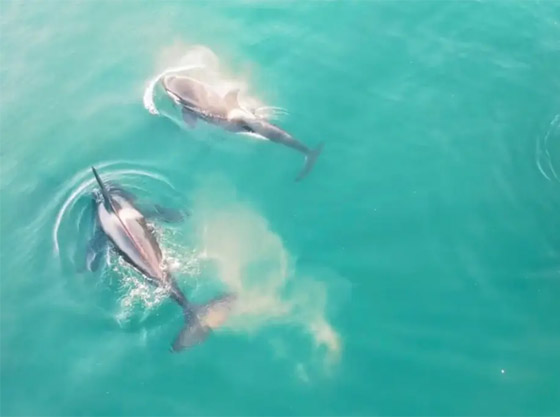 مشهد يراه العلماء لأول مرة.. دلفين قاتل يفترس سمكة قرش! (فيديو) صورة رقم 5