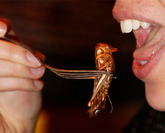 أغرب أسماء وأنواع الحلويات بالعالم للاختيار منها في شهر رمضان صورة رقم 4