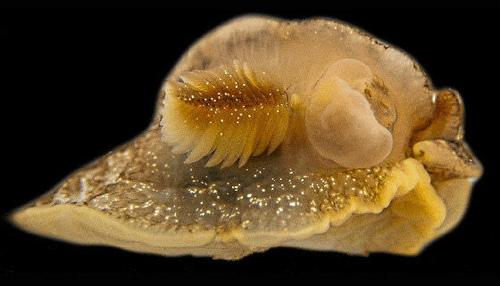 مفاجأة في مياه المملكة المتحدة إثر اكتشاف مخلوق بحري غامض بالصدفة صورة رقم 1