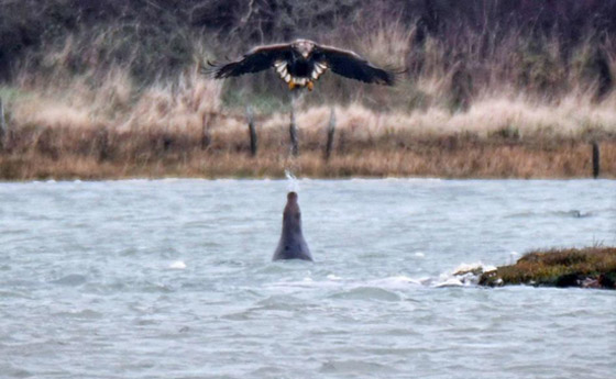 فقمة (تبصق) على نسر.. مشهد غريب يسجل لأول مرة.. صور صورة رقم 2