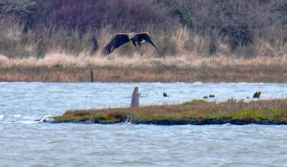 فقمة (تبصق) على نسر.. مشهد غريب يسجل لأول مرة.. صور صورة رقم 3
