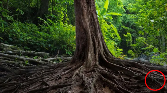 سل صيامك.. تمتلك عيون النسر إذا عثرت على الثعبان في 7 ثوان! صورة رقم 2