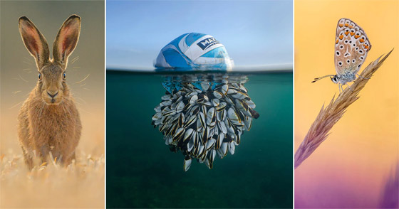 صور فوتوغرافية مذهلة تسلط الضوء على الحياة البرية المدهشة في بريطانيا صورة رقم 7 صور فوتوغرافية مذهلة تسلط الضوء على الحياة البرية المدهشة في بريطانيا صورة رقم 7