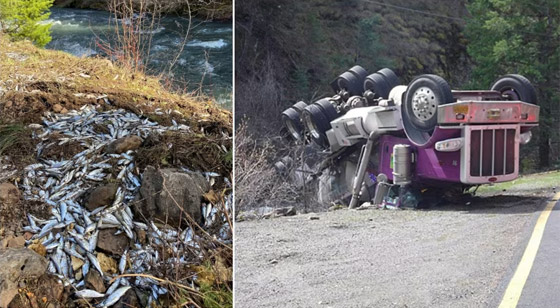 صور: نجاة 77 ألف سمكة سلمون بعد انقلاب شاحنة كانت محملة بها صورة رقم 1 صور: نجاة 77 ألف سمكة سلمون بعد انقلاب شاحنة كانت محملة بها صورة رقم 1