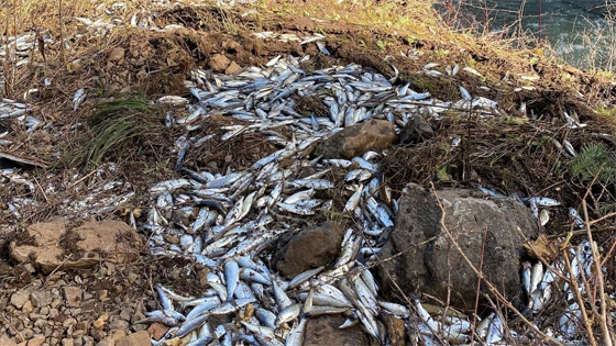 صور: نجاة 77 ألف سمكة سلمون بعد انقلاب شاحنة كانت محملة بها صورة رقم 5 صور: نجاة 77 ألف سمكة سلمون بعد انقلاب شاحنة كانت محملة بها صورة رقم 5