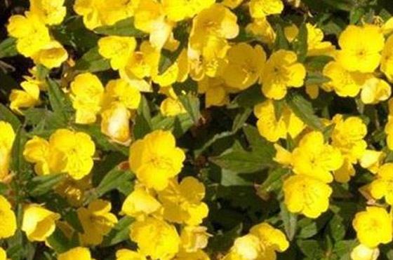 ابحثي عن زيت زهرة الربيع المسائية.. ينبوع صحة وجمال البشرة صورة رقم 3