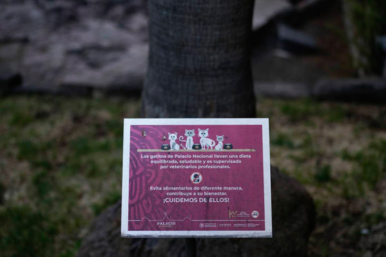 رئيس المكسيك يصدر قراراً باعتبار القطط رمزاً لقصر الرئاسة صورة رقم 2