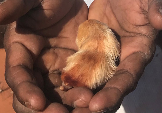 نادر بشكل لا يصدق.. رصد حيوان أعمى وغريب الشكل بأستراليا.. ما هو؟ صورة رقم 2