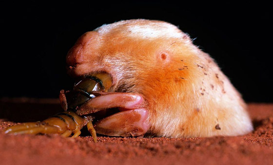 نادر بشكل لا يصدق.. رصد حيوان أعمى وغريب الشكل بأستراليا.. ما هو؟ صورة رقم 4