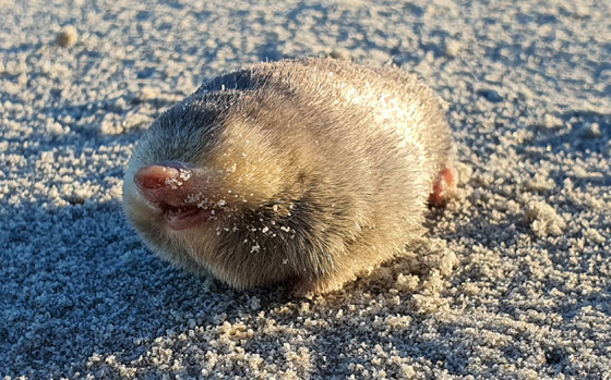 نادر بشكل لا يصدق.. رصد حيوان أعمى وغريب الشكل بأستراليا.. ما هو؟ صورة رقم 5