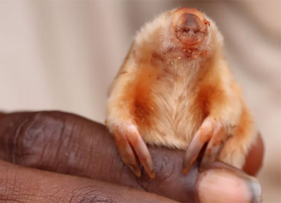 نادر بشكل لا يصدق.. رصد حيوان أعمى وغريب الشكل بأستراليا.. ما هو؟ صورة رقم 1