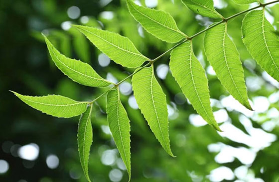 تعاني من الحساسية خلال فصل الربيع؟ إليك 5 أعشاب تساعد بالتقليل من أعراضها صورة رقم 7