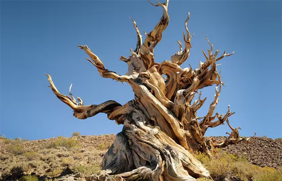 اخطاء وسلوكيات متهورة دمرت اشياء لا تقدر بثمن ونال اصحابها الشهرة! صورة رقم 1