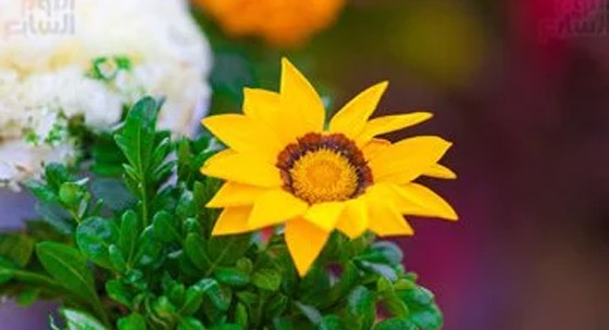 من التهاب الجهاز التنفسي إلى حساسية الجلد.. 4 أمراض قد تصيبك في الربيع صورة رقم 2