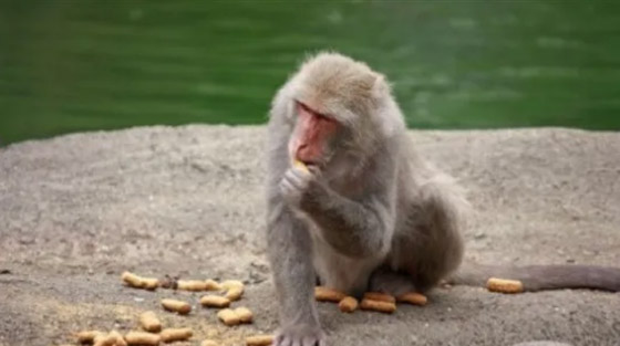 أغرب حبوب البن التي تُصنع منها القهوة في العالم! صورة رقم 4