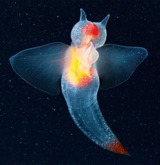 مخلوقات غريبة على وجه الأرض تشبه الكائنات الفضائية.. لن تصدق شكلها! صورة رقم 2