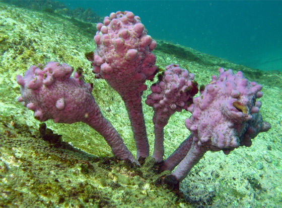 مخلوقات غريبة على وجه الأرض تشبه الكائنات الفضائية.. لن تصدق شكلها! صورة رقم 4