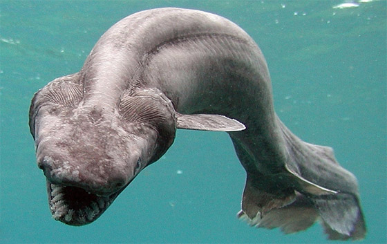 مخلوقات غريبة على وجه الأرض تشبه الكائنات الفضائية.. لن تصدق شكلها! صورة رقم 5