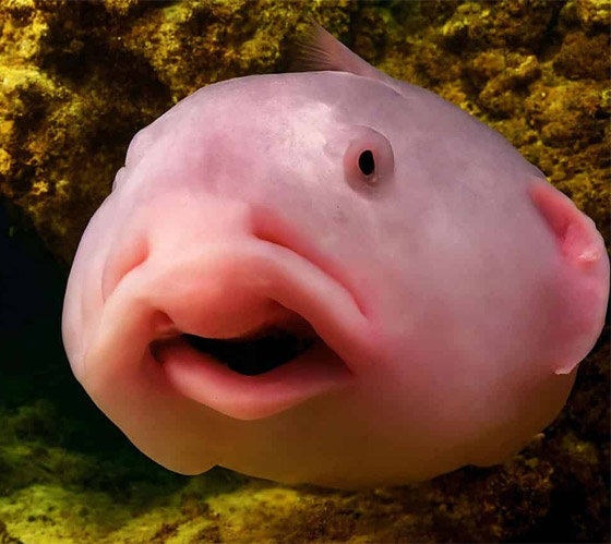 مخلوقات غريبة على وجه الأرض تشبه الكائنات الفضائية.. لن تصدق شكلها! صورة رقم 6