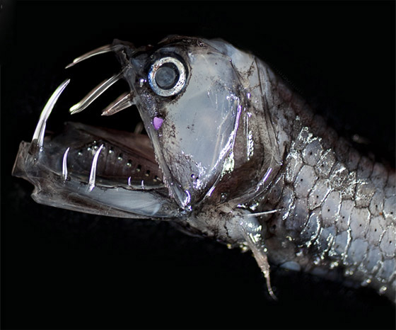 مخلوقات غريبة على وجه الأرض تشبه الكائنات الفضائية.. لن تصدق شكلها! صورة رقم 7