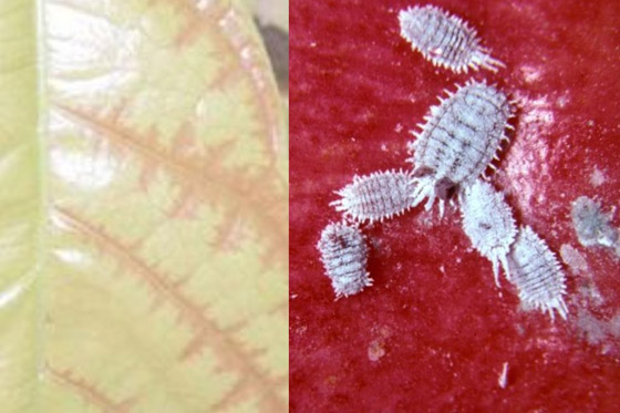 قصة فيروس سريع الانتشار يهدد وجود الشوكولاتة في العالم صورة رقم 5 قصة فيروس سريع الانتشار يهدد وجود الشوكولاتة في العالم صورة رقم 5