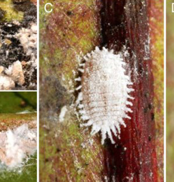 قصة فيروس سريع الانتشار يهدد وجود الشوكولاتة في العالم صورة رقم 6 قصة فيروس سريع الانتشار يهدد وجود الشوكولاتة في العالم صورة رقم 6